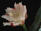 DSC09963