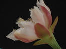 DSC09960