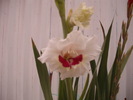 DSCF1607