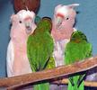 poze-papagali-animale-amuzante