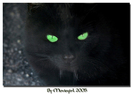 A_black_cat_by_Moviegirl