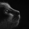 Cat_by_Dragarta