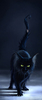 drunken_black_cat_on_ice_by_cypherx