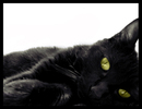 The_Real_Black_Cat_by_tatumtxi