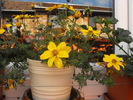 flori galbene 2010