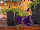 panselute curgatoare 2010