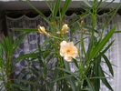 foto 066