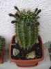 foto 075