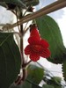 kohleria