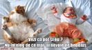 poze-amuzante-pisica-vrea-sa-scape-de-bebelus