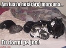 poze-amuzante-poza-amuzanta-pisicile-dorm-pe-pat-iar-stapanul-va-dormi-pe-jos