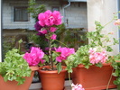 bougainvillea