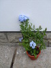 plumbago1