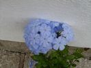 plumbago floare