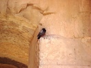 el mouradi sahara 1024