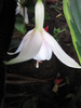 Fucsia Anabell (Georgette 2009) 11 iul 2010 (3)