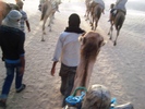 el mouradi sahara 1204