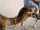 el mouradi sahara 1196