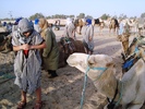 el mouradi sahara 1177
