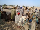 el mouradi sahara 1175