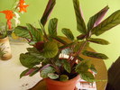 calathea