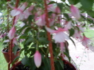 fuchsia2