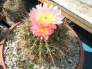 Notocactus roseoluteus - 12.07