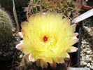 Notocactus ottonis - floare 12.07