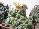 Coryphantha andreae - 10.07