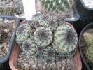 Sulcorebutia rauschii de la Cris - colonie 10.07