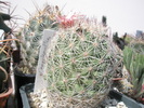 Coryphantha chichuahuensis - 10.07