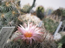 Coryphantha chichuahuensis - floare