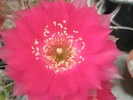 Lobivia - floare