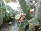 Caralluma europeae - 12.07