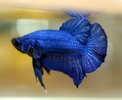 betta splendens 5