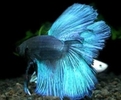 p_betta_splendens081