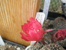 Lobivia tiegeliana - floare