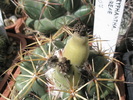 Coryphantha andreae - fructe coapte 10.07