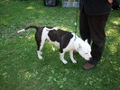 american staffordshire terrier (pittbul) 01