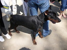 doberman