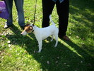 fox terrier
