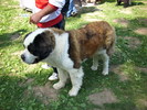 saint-bernard