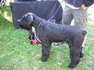 schnauzer urias negru