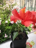 Hibiscus rosu-port. dublu (Gabi Jalba) 3 iul 2010 (1)