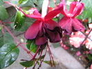 Fucsia Dancing Flame 13 iul 2010