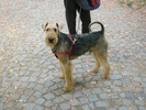 airedale