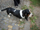 basset