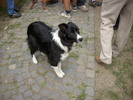 border collie