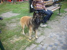 ciobanesc belgian tervueren 01
