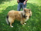 collie